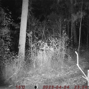 Vulpes vulpes at Bucketty, NSW - 24 Apr 2023 10:00 AM