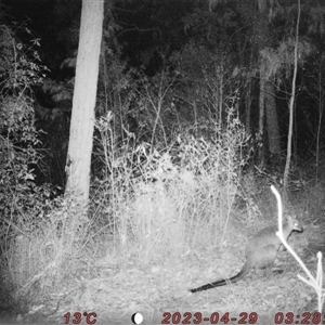 Wallabia bicolor at Bucketty, NSW - 29 Apr 2023 10:00 AM