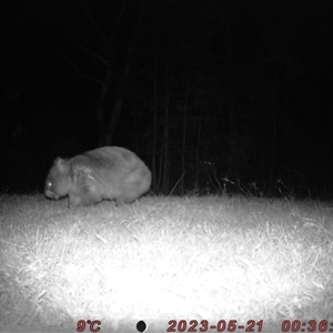 Vombatus ursinus at Bucketty, NSW - 21 May 2024 10:00 AM