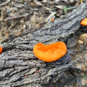 Trametes coccinea at Mogo Creek, NSW - 23 May 2024 10:00 AM