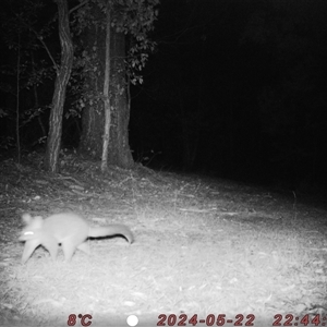 Trichosurus vulpecula at Bucketty, NSW - 22 May 2024 10:00 AM