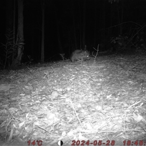 Vombatus ursinus at Bucketty, NSW - 28 May 2024 10:00 AM
