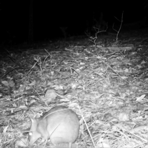 Perameles nasuta at Bucketty, NSW - 28 May 2024 10:00 AM