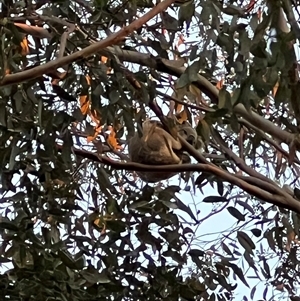 Phascolarctos cinereus at Bucketty, NSW - 29 May 2024 10:00 AM