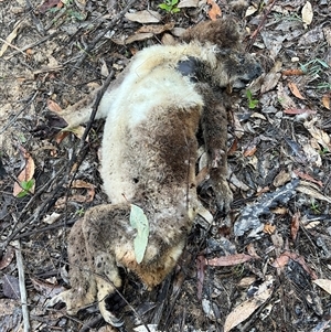 Phascolarctos cinereus at Mogo Creek, NSW - 30 May 2024 10:00 AM