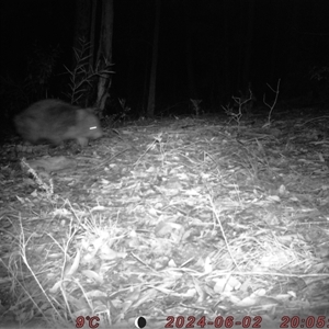 Vombatus ursinus at Bucketty, NSW - 2 Jun 2024 10:00 AM