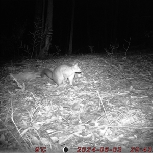 Trichosurus vulpecula at Bucketty, NSW - 3 Jun 2024 10:00 AM