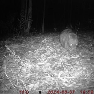 Vombatus ursinus at Bucketty, NSW - 7 Jun 2024 10:00 AM