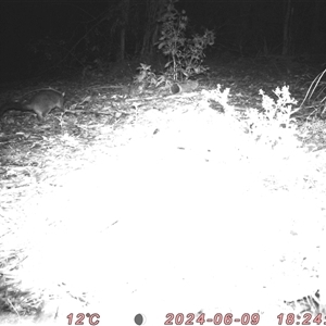 Trichosurus vulpecula at Bucketty, NSW - 9 Jun 2024 10:00 AM