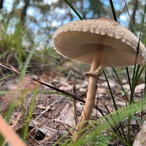 Macrolepiota clelandii at Bucketty, NSW - 11 Jun 2024 10:00 AM