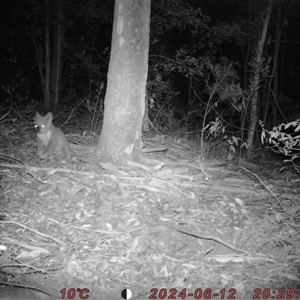 Phascolarctos cinereus at Bucketty, NSW - 12 Jun 2024 10:00 AM