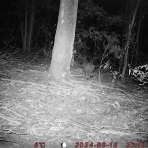 Wallabia bicolor at Bucketty, NSW - 16 Jun 2024 10:00 AM