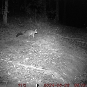 Trichosurus vulpecula at Bucketty, NSW - 26 Jun 2024 10:00 AM