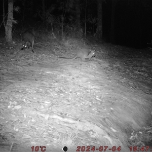 Wallabia bicolor at Bucketty, NSW - 4 Jul 2024 10:00 AM
