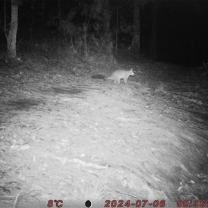 Trichosurus vulpecula at Bucketty, NSW - 6 Jul 2024 10:00 AM