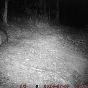 Vombatus ursinus at Bucketty, NSW - 7 Jul 2024 10:00 AM
