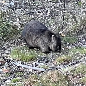 Vombatus ursinus at Bucketty, NSW - 9 Jul 2024 10:00 AM