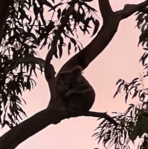 Phascolarctos cinereus at Bucketty, NSW - 16 Jul 2024 10:00 AM