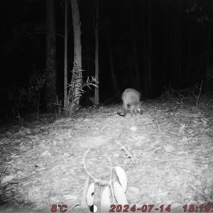 Wallabia bicolor at Bucketty, NSW - 14 Jul 2024 10:00 AM
