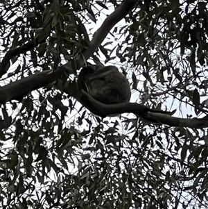 Phascolarctos cinereus at Bucketty, NSW - 19 Jul 2024 10:00 AM