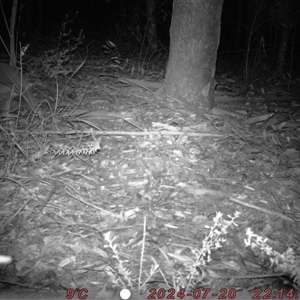 Phascolarctos cinereus at Bucketty, NSW - 20 Jul 2024 10:00 AM