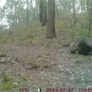 Vombatus ursinus at Bucketty, NSW - 27 Jul 2024 10:00 AM