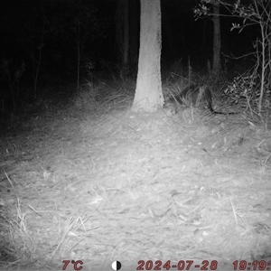 Wallabia bicolor at Bucketty, NSW - 28 Jul 2024 10:00 AM