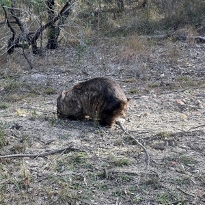 Vombatus ursinus at Bucketty, NSW - 30 Jul 2024 10:00 AM