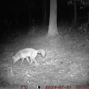 Vulpes vulpes at Bucketty, NSW - 31 Jul 2024 10:00 AM