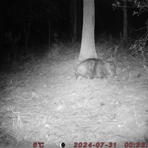 Vombatus ursinus at Bucketty, NSW - 31 Jul 2024 10:00 AM