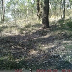 Vombatus ursinus at Bucketty, NSW - 2 Aug 2024 10:00 AM