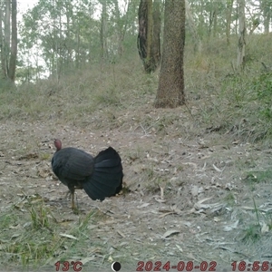 Alectura lathami at Bucketty, NSW - 2 Aug 2024 10:00 AM