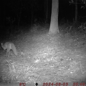 Vulpes vulpes at Bucketty, NSW - 3 Aug 2024 10:00 AM