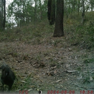 Menura novaehollandiae at Bucketty, NSW - 5 Aug 2024 10:00 AM