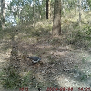 Leucosarcia melanoleuca at Bucketty, NSW - 6 Aug 2024 10:00 AM