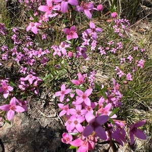 Boronia ledifolia at Laguna, NSW - suppressed