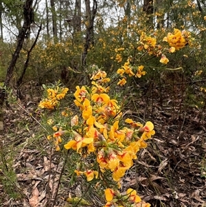 Dillwynia retorta at Laguna, NSW - 16 Aug 2024 10:00 AM