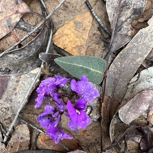 Hardenbergia violacea at Mogo Creek, NSW - 16 Aug 2024 10:00 AM