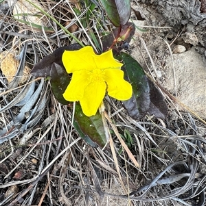 Hibbertia dentata at Bucketty, NSW - 18 Aug 2024 10:00 AM