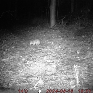 Perameles nasuta at Bucketty, NSW - 16 Aug 2024 10:00 AM