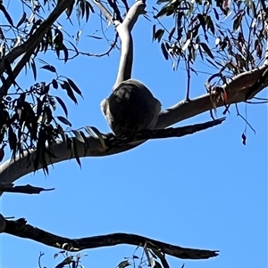 Phascolarctos cinereus at Bucketty, NSW - 20 Aug 2024 10:00 AM