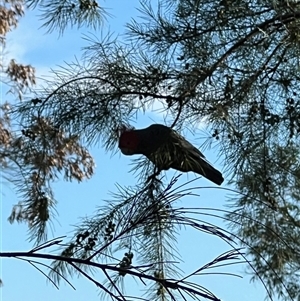 Callocephalon fimbriatum at Kulnura, NSW - suppressed