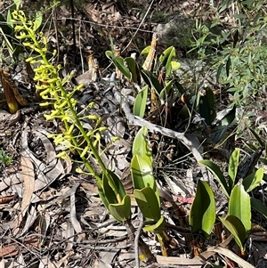 Dendrobium speciosum at Bucketty, NSW - suppressed
