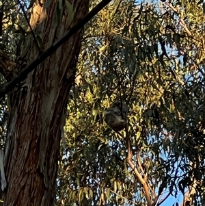 Phascolarctos cinereus at Bucketty, NSW - 30 Aug 2024 10:00 AM