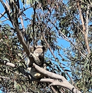 Phascolarctos cinereus (Koala) at Bucketty, NSW - 2 Sep 2024 by MartinPredavec