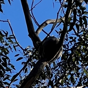 Phascolarctos cinereus (Koala) at Bucketty, NSW - 3 Sep 2024 by MartinPredavec