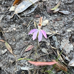 Caladenia carnea at Bucketty, NSW - 3 Sep 2024 by MartinPredavec