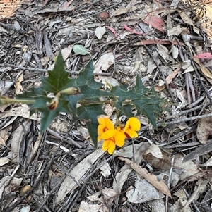 Podolobium ilicifolium (prickly shaggy-pea) at Bucketty, NSW - 4 Sep 2024 by MartinPredavec