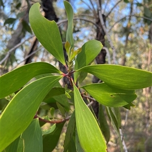 Persoonia levis (Broad-leaved Geebung) at Bucketty, NSW - 4 Sep 2024 by MartinPredavec