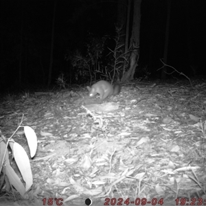 Trichosurus vulpecula at Bucketty, NSW - 4 Sep 2024 10:00 AM